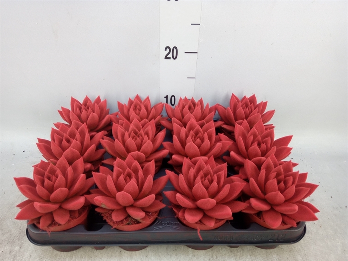 <h4>Echeveria  'Miranda'</h4>