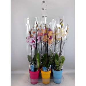 Phalaenopsis   ...mix  5