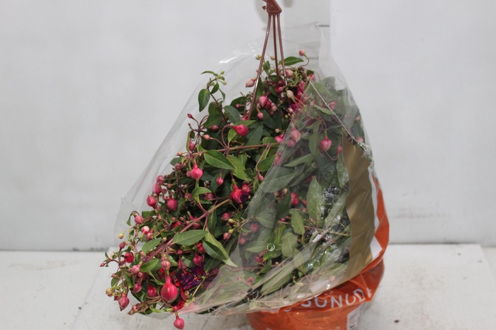 <h4>BRINCO DE PRINCESA C21</h4>