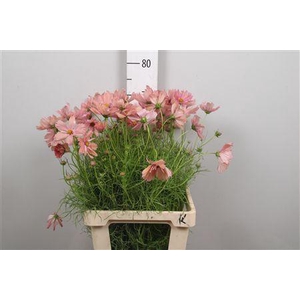 Cosmos Bipin White