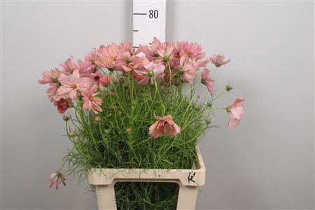 <h4>Cosmos Bipin White</h4>