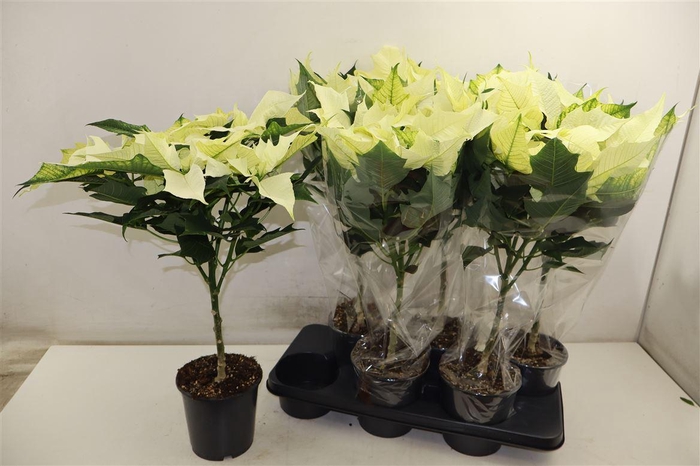 <h4>Euphor P Alaska</h4>