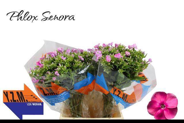 <h4>PHLOX P SENORA</h4>
