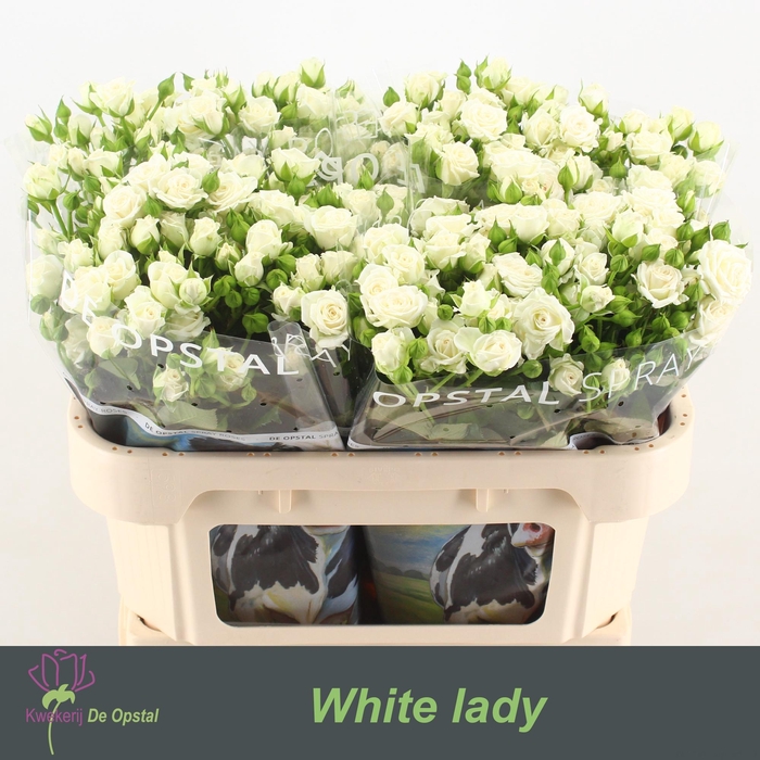 <h4>R Tr White Lady</h4>