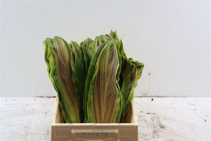 <h4>Cordyline Tricolor</h4>