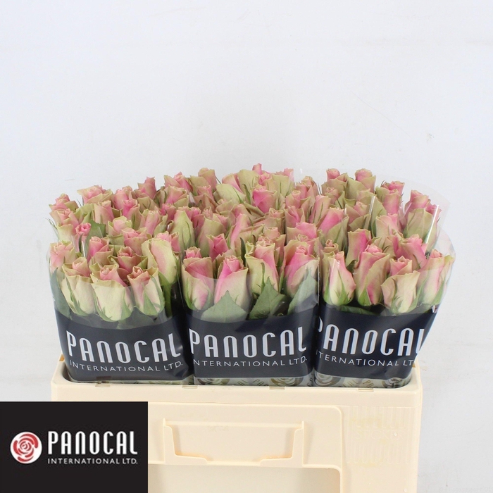 <h4>R GR BELLE ROSE</h4>