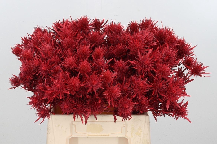 <h4>Eryn Magnetar Kl Bh Rood</h4>