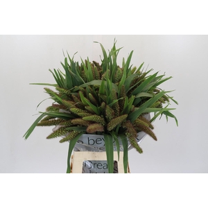 Setaria Italica Red Jewel