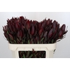 Leucadendron Saf Sunset Dark R.Spray