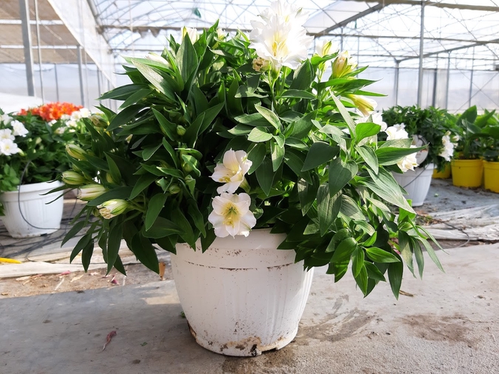 <h4>Alstroemeria mixkar</h4>