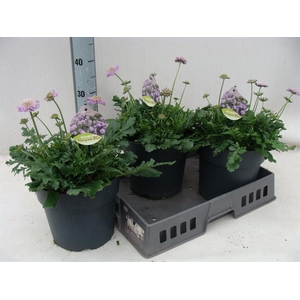 Scabiosa columb. 'Butterfly Blue'