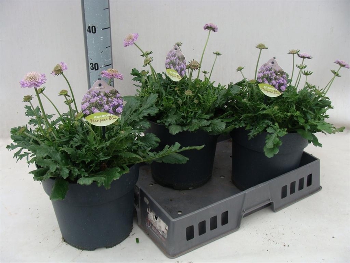 <h4>Scabiosa columb. 'Butterfly Blue'</h4>