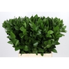Ruscus Hypophyllum