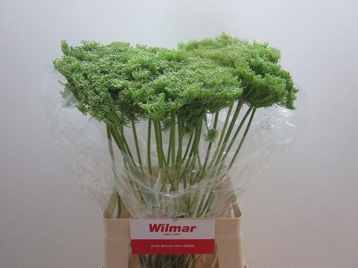 <h4>Ammi Vis Green Mist</h4>