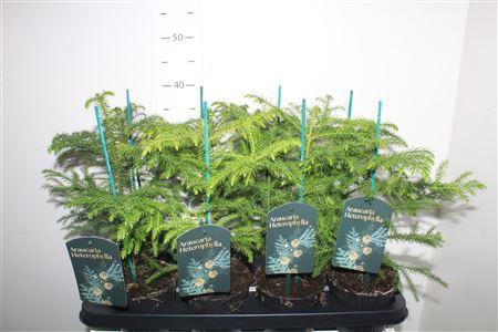 <h4>Arau Heterophyl</h4>