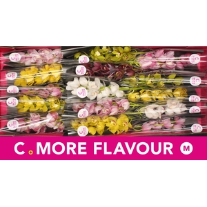 Mini cymbidium 'Mix' 50 cm