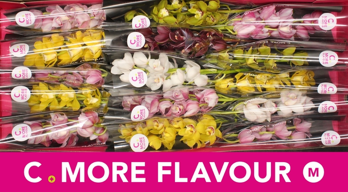 <h4>Mini cymbidium 'Mix' 50 cm</h4>