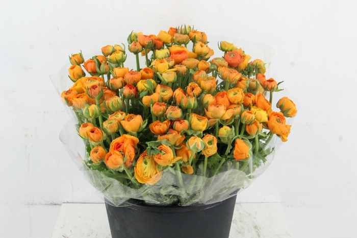 <h4>RAN ELEGANCE ORANGE</h4>