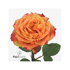Rosa large silantoi