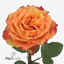 <h4>Rosa large silantoi</h4>