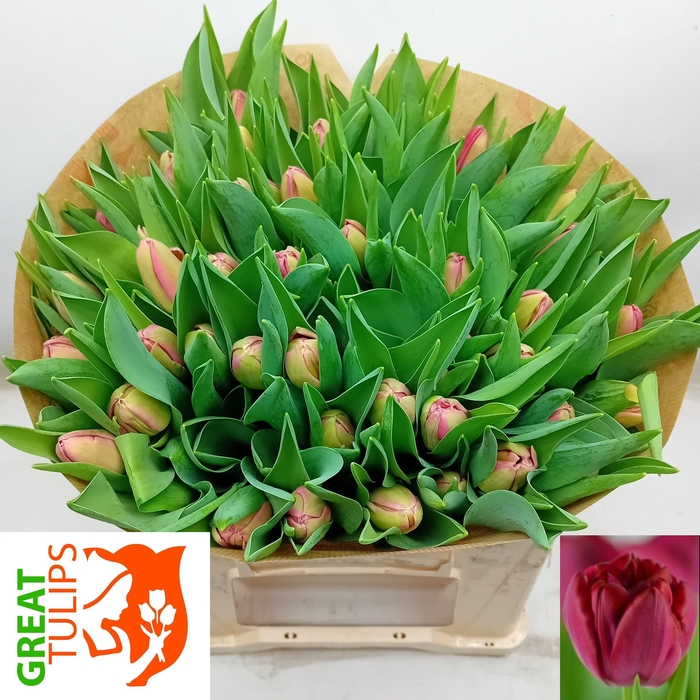 <h4>TU DU LARGO</h4>