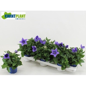 PLATYCO GR ASTRA BLU