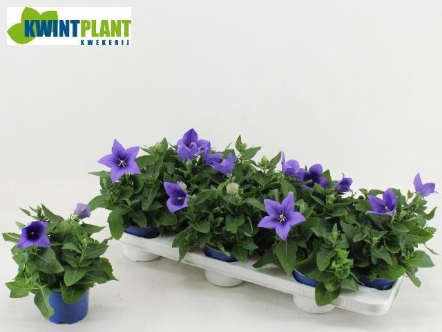<h4>PLATYCO GR ASTRA BLU</h4>
