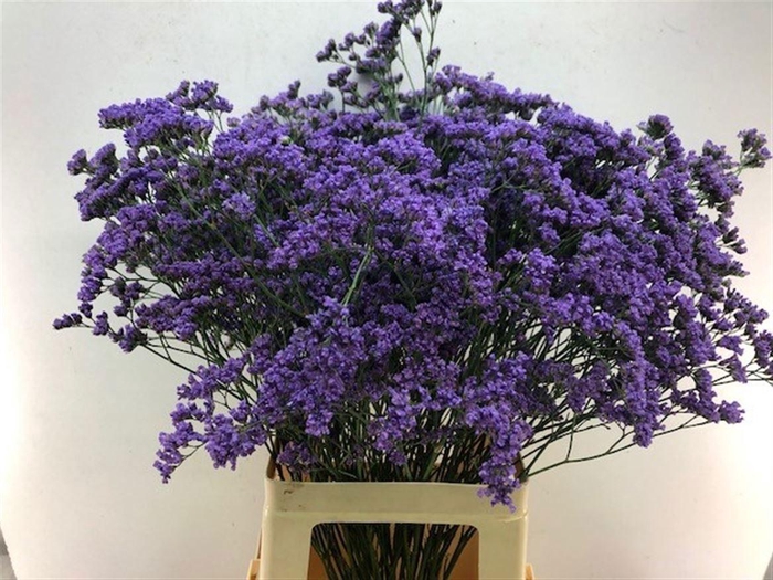 <h4>LIM MAINE BLUE</h4>