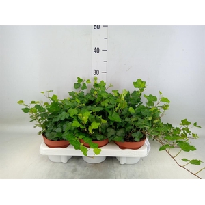 Hedera helix 'Wonder'