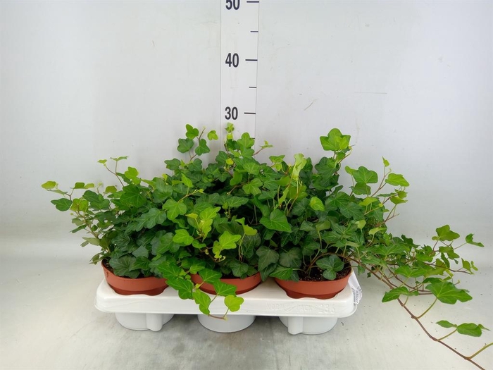 <h4>Hedera helix 'Wonder'</h4>