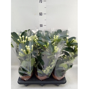 Stephanotis floribunda   ...