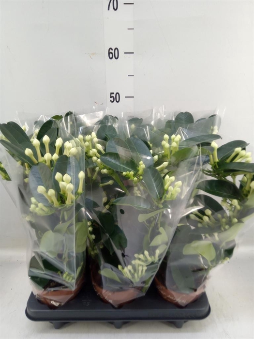 <h4>Stephanotis floribunda   ...</h4>
