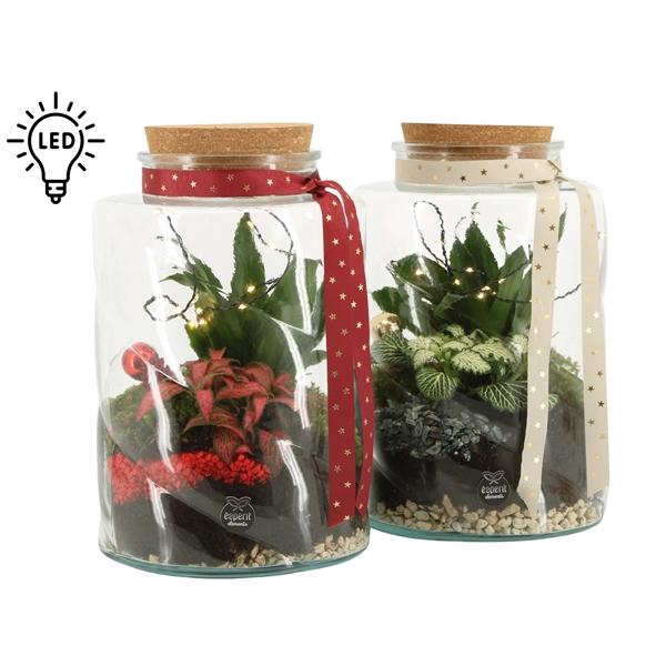 <h4>61791: X-mas terrarium</h4>