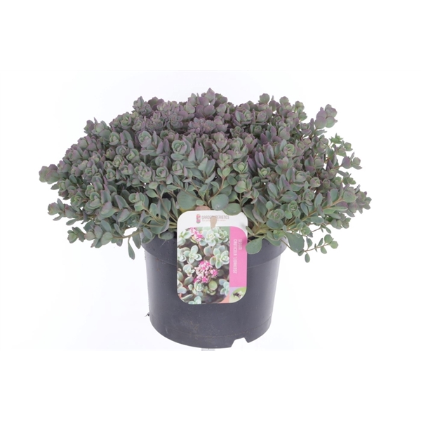 <h4>Sedum cauticola Lidakense</h4>