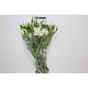 ALSTROEMERIA PRESTIGE 080 CM BRANCO