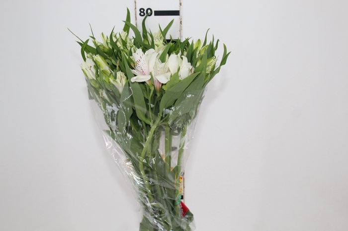 <h4>ALSTROEMERIA PRESTIGE 080 CM BRANCO</h4>