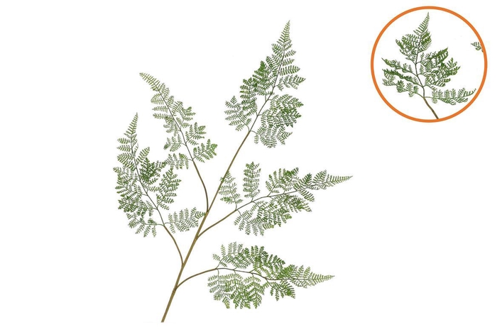 <h4>Silk Fern Forest Green 107cm Nm</h4>