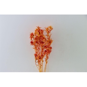 Dried Artz Cardi Picasso Bunch