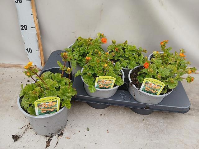 <h4>GEUM CO BORISII</h4>