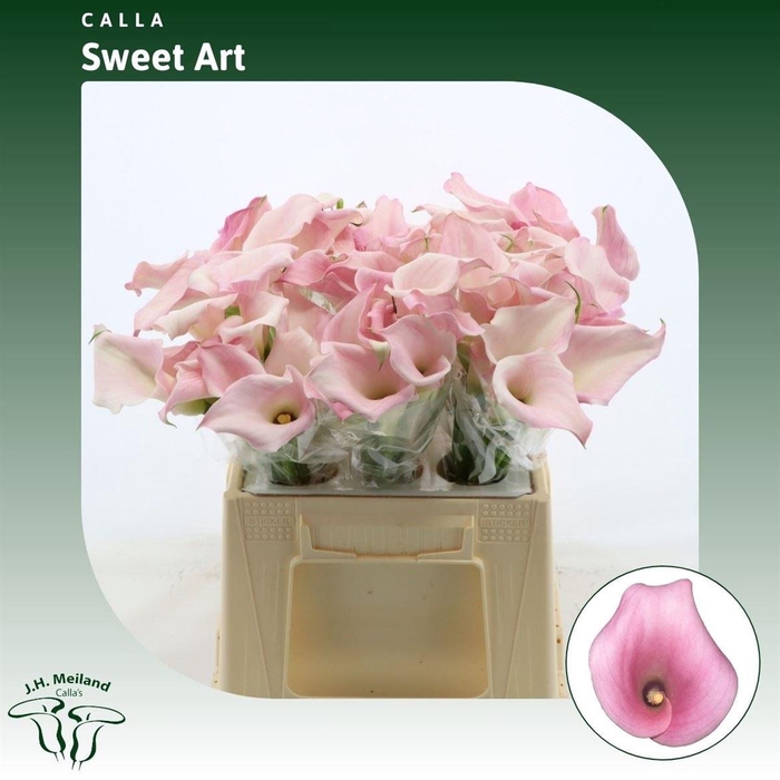 <h4>Calla Sweet Art</h4>