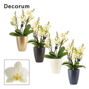 Phalaenopsis dazzling Lausanne 3-4 tak in Carly (Neo Architect-c