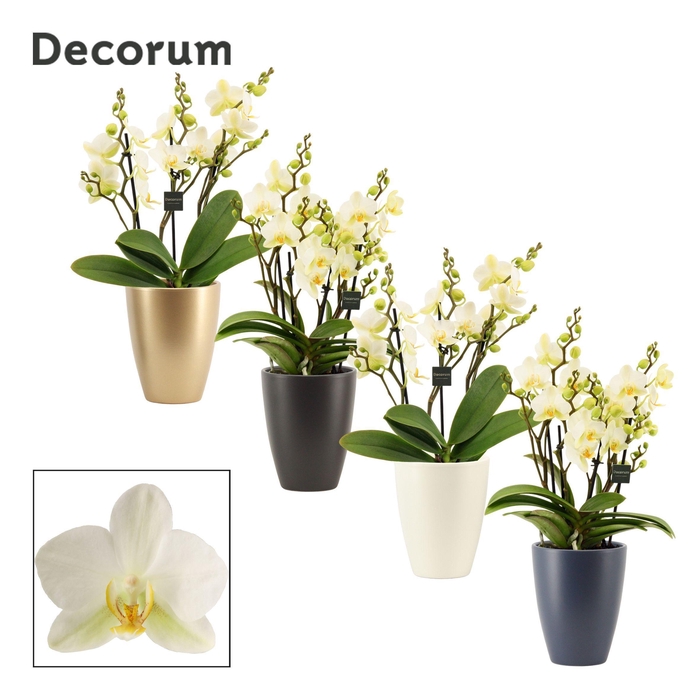 <h4>Phalaenopsis dazzling Lausanne 3-4 tak in Carly (Neo Architect-c</h4>