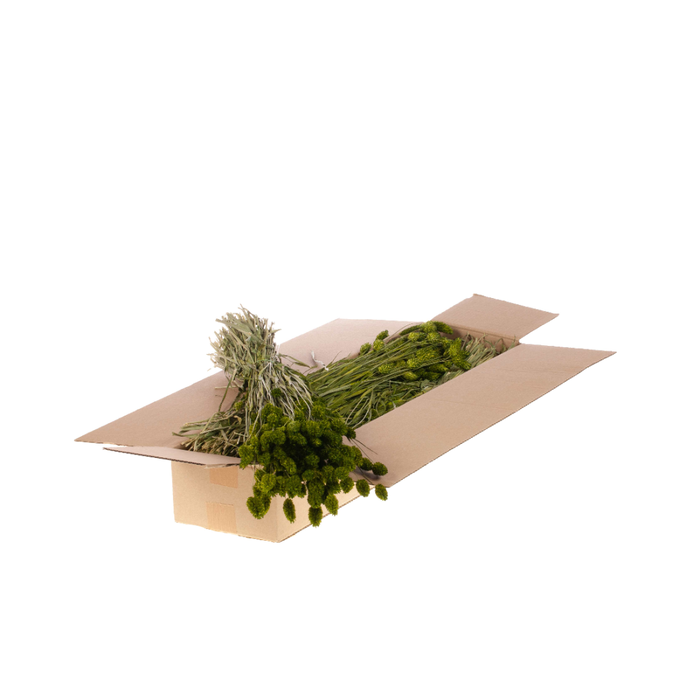 <h4>Phalaris Sb Green</h4>