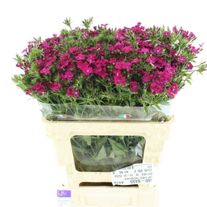 DI BARB AM NEON CHER