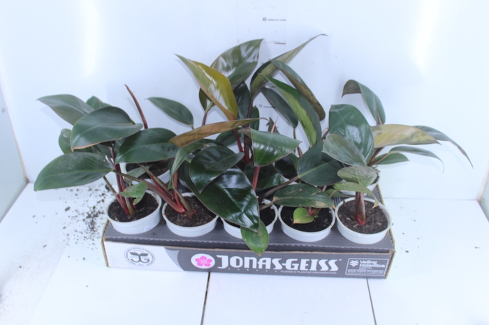 <h4>PHILODENDRON RED DIAMOND P12</h4>