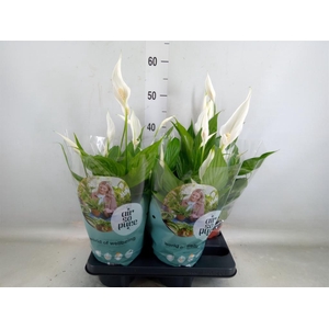Spathiphyllum  'Pearl Cupido'