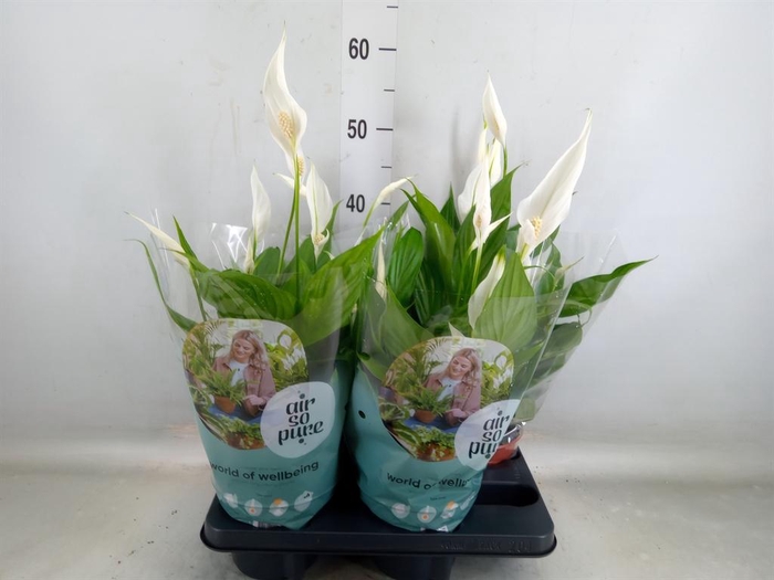 <h4>Spathiphyllum  'Pearl Cupido'</h4>