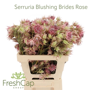Serruria Blushing Brides Rose 10+ Flwrs