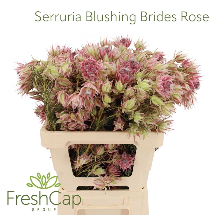 <h4>Serruria Blushing Brides Rose 10+ Flwrs</h4>