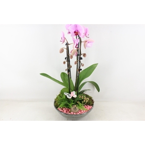 Arr2 Pl - Ker. Schaal Glazed Phal. Roze